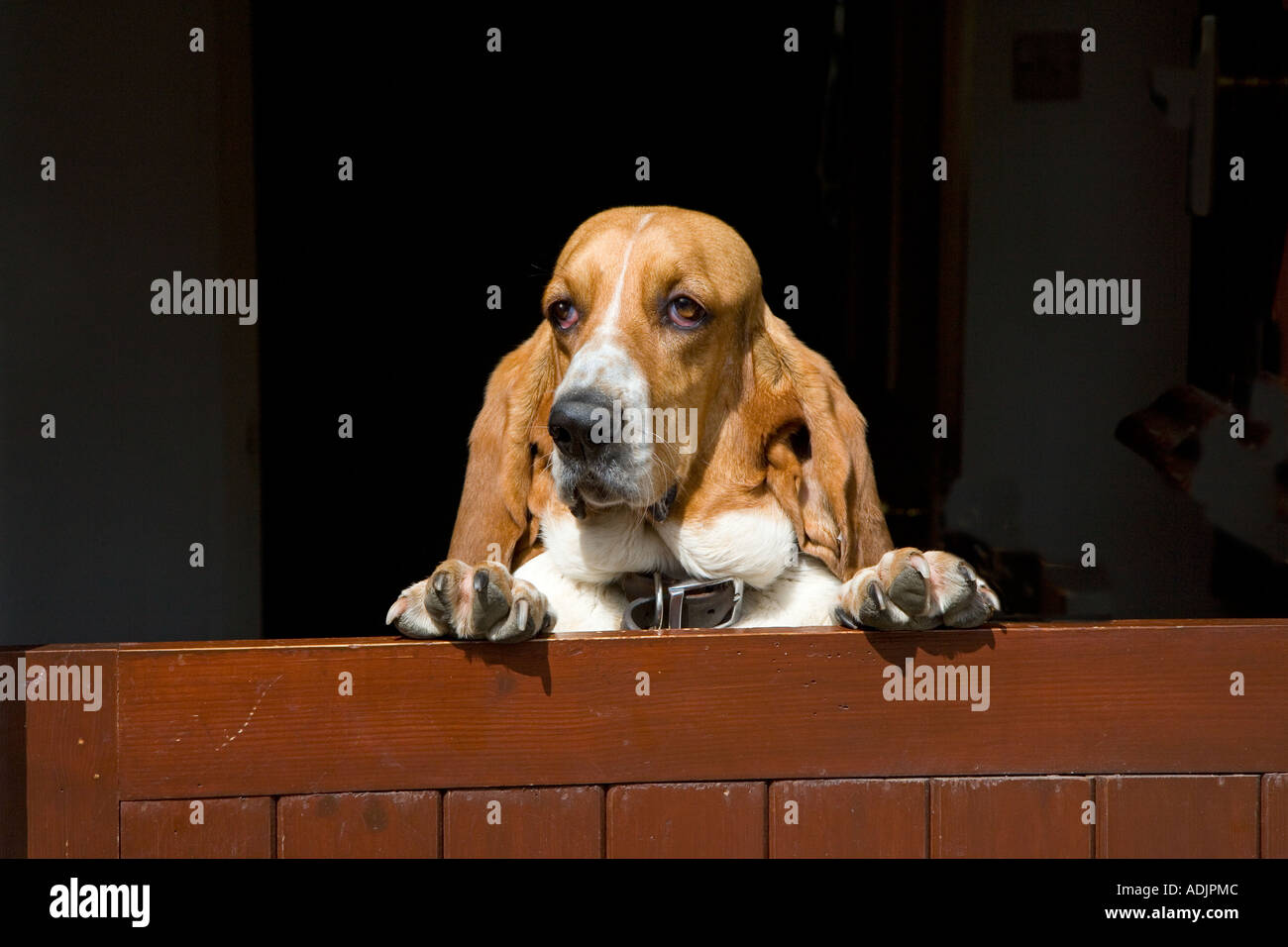 Ritratto di Basset Hound in ambiente domestico Foto Stock