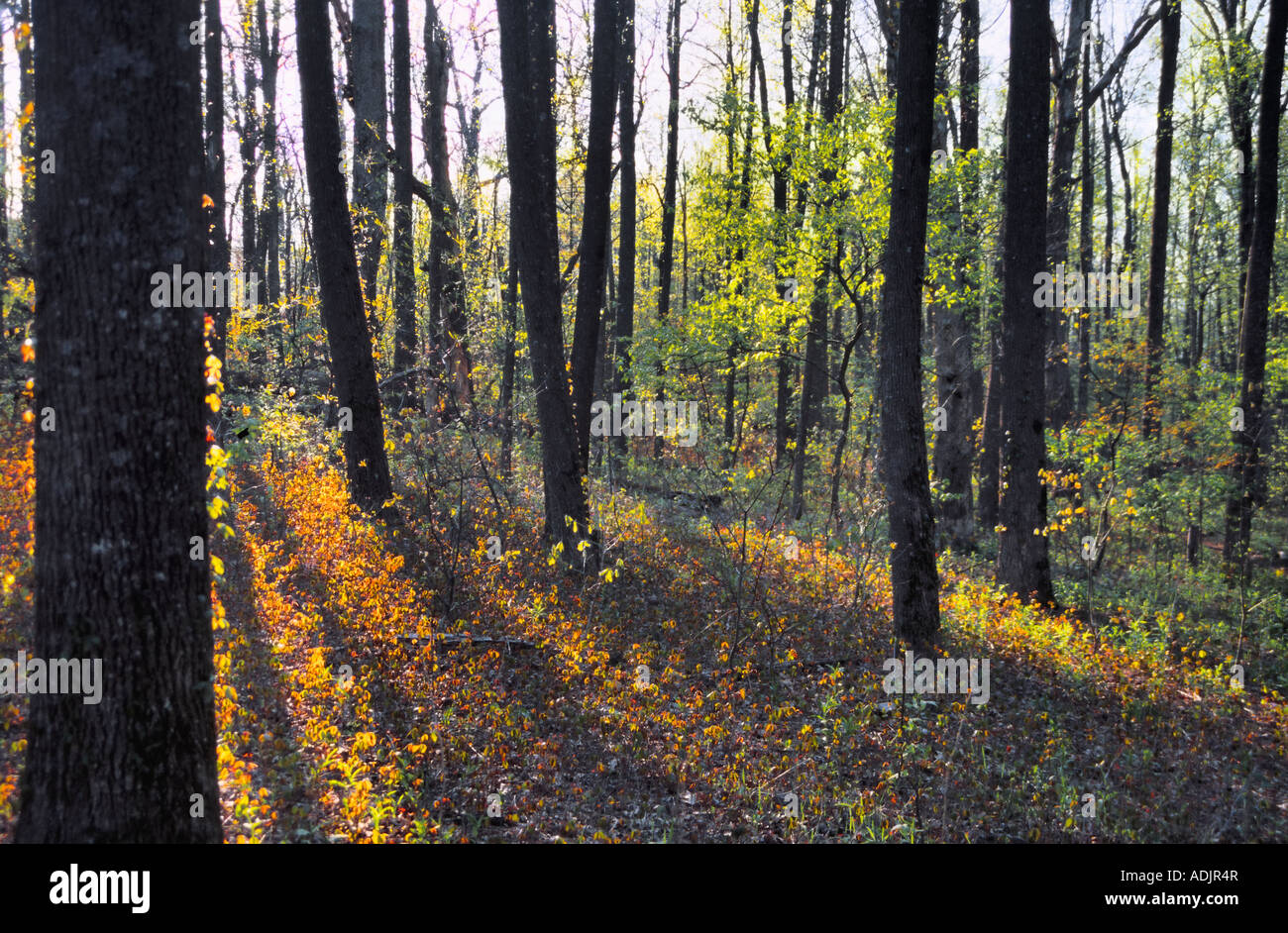 La Georgia, Stati Uniti d'America. Gli ultimi raggi di sole che passano attraverso la foresta, sulla Appalachian Trail, vicino a Neels Gap Foto Stock
