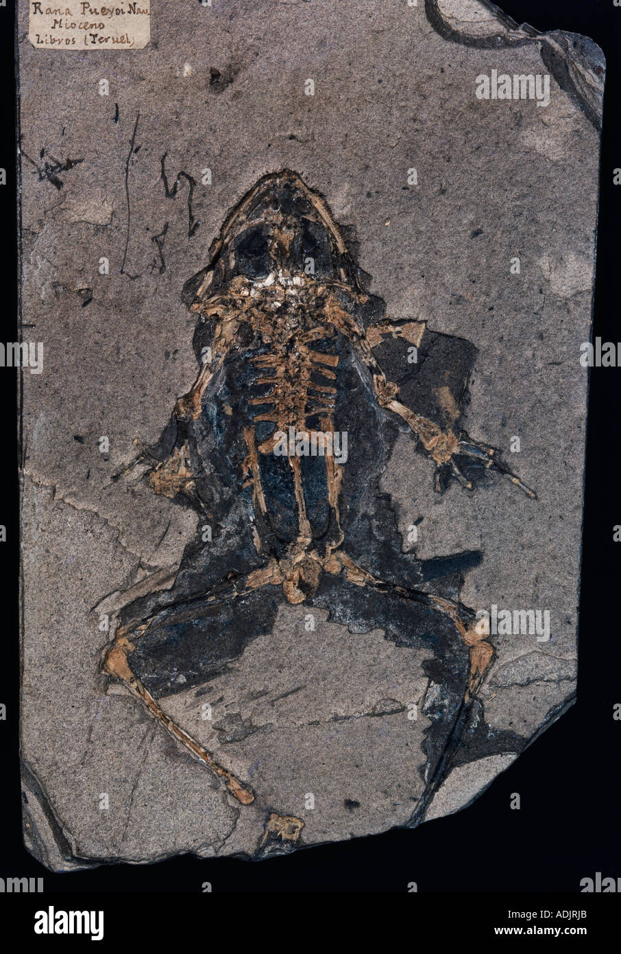 Rana specie rana fossile Foto Stock