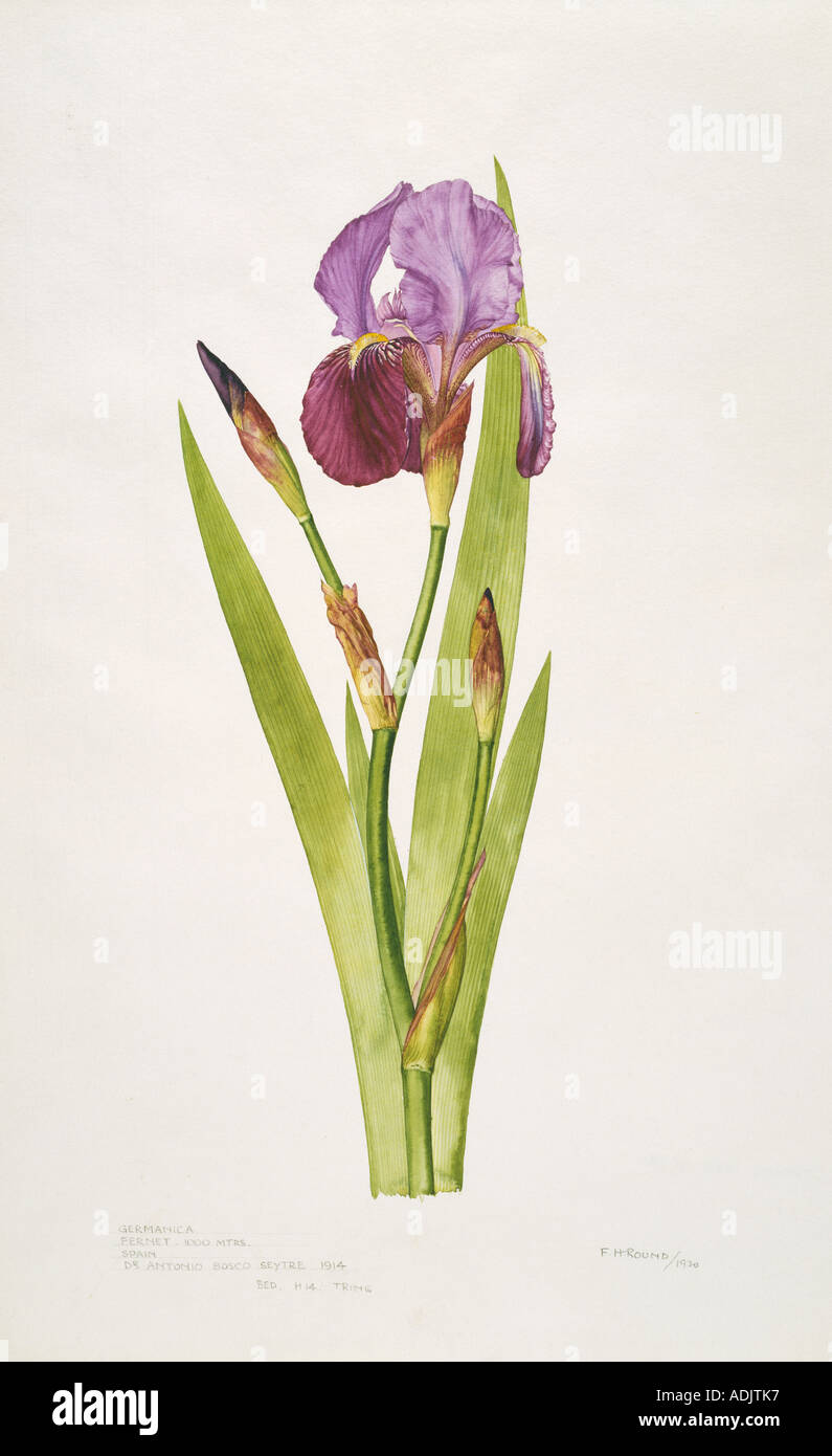 Iris germanica iris barbuto Foto Stock