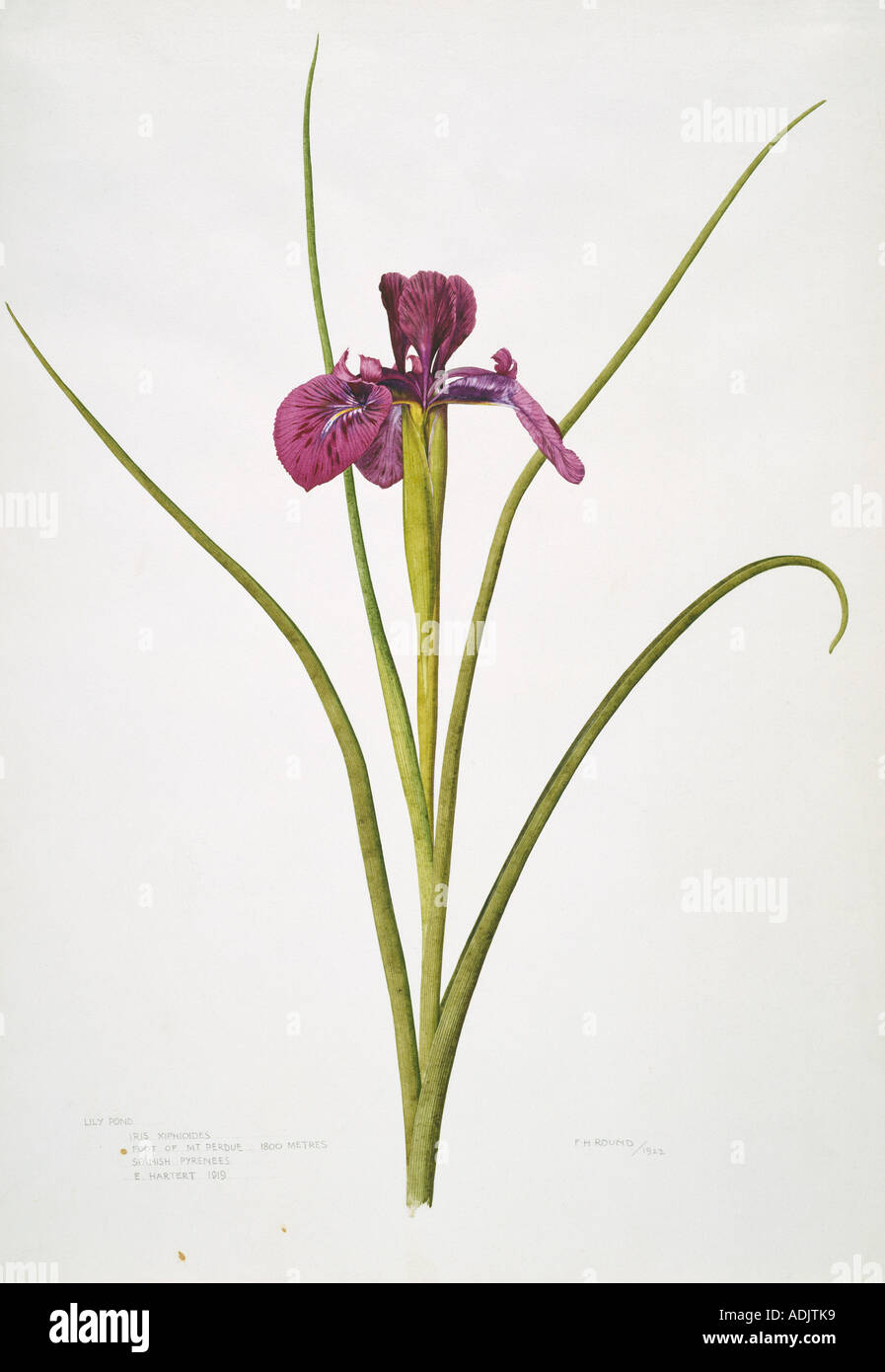 Iris xiphioides iris bulbosa Foto Stock