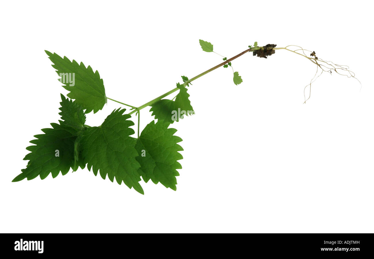 Ortica Urtica dioica Foto Stock