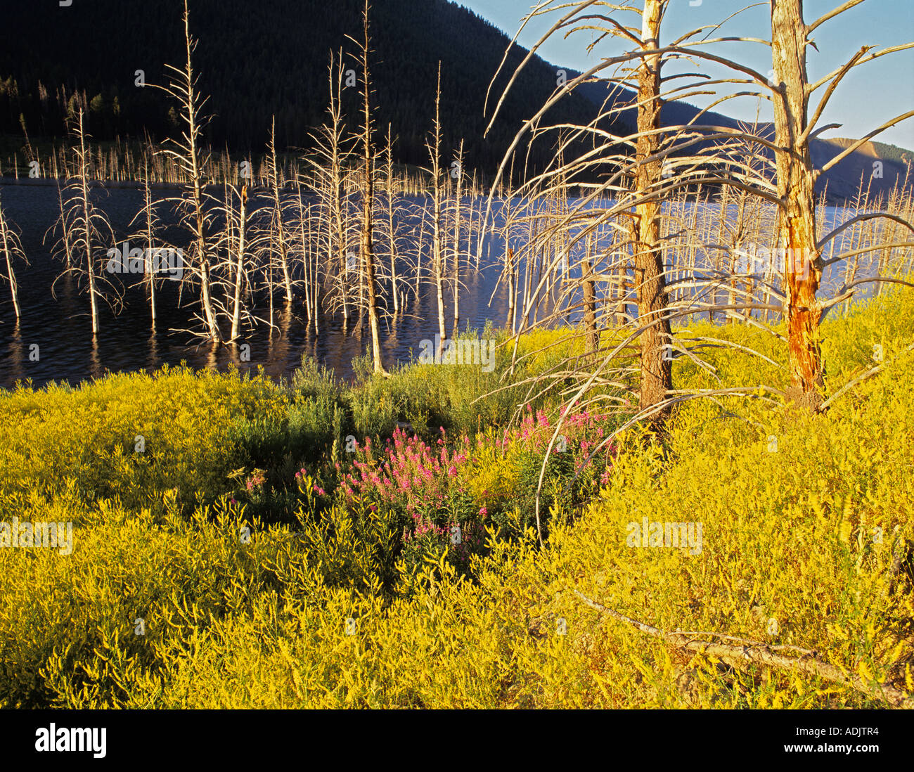 Fiori selvaggi e gli alberi morti a Quake Lago Montana Foto Stock