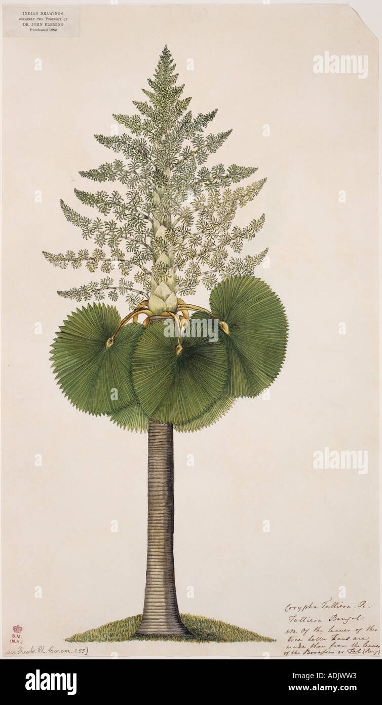 Corypha taliera tara palm Foto Stock
