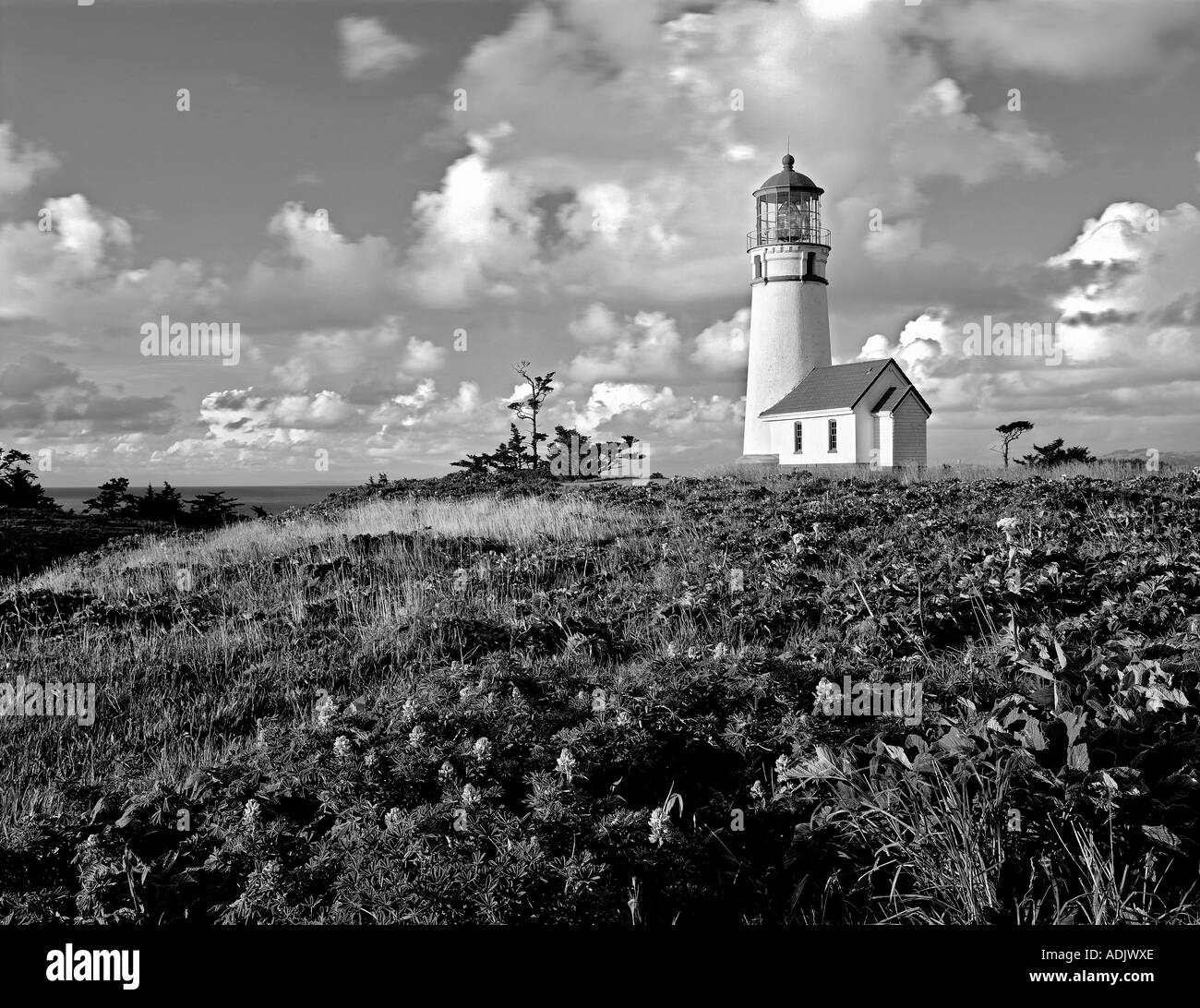 Cape Blanco faro e fiori selvatici di lupino con nuvole di Oregon Foto Stock