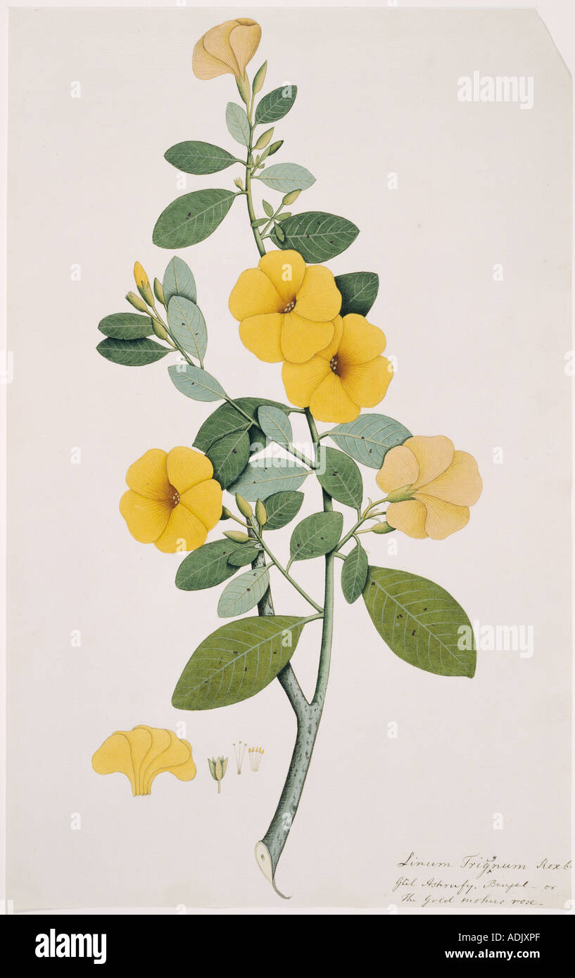 Reinwardtia trigyna lino giallo Foto Stock