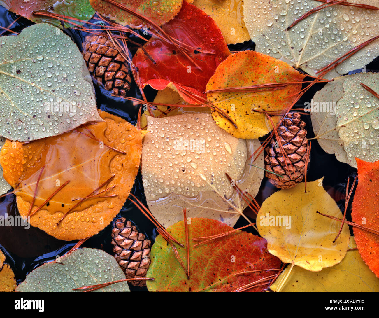 Stagno con caduta foglie colorate di Aspen con Lodgepole pino coni e aghi Vicino a Alpine Oregon Foto Stock