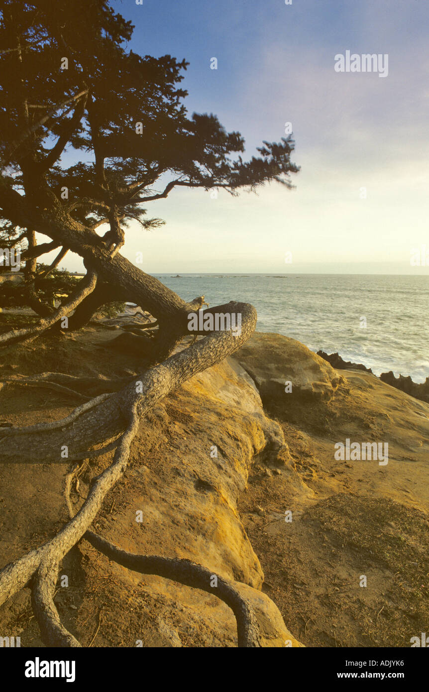 Radici di albero di abete Shore acri del parco statale Oregon Foto Stock