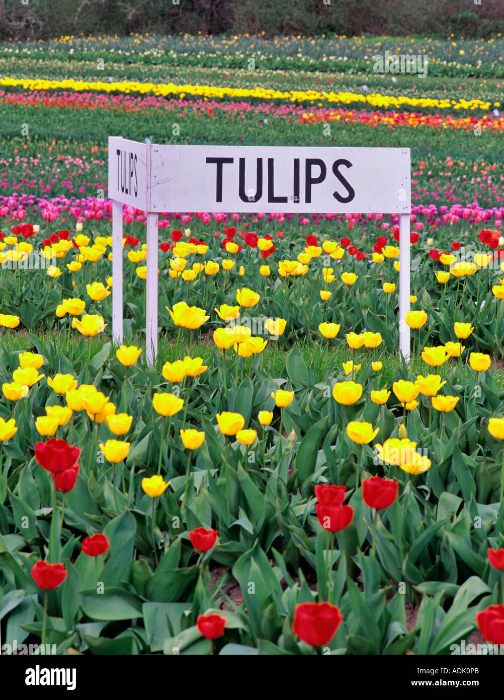 Tulip righe a fattorie Greengable Corvallis Oregon Foto Stock