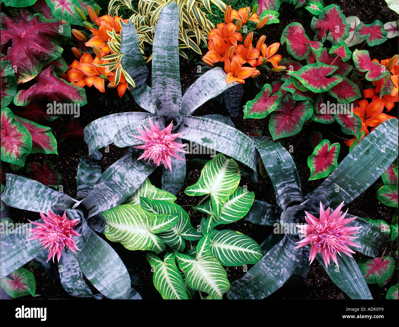 Bromeliacee lillies e altre piante tropicali giardini di cristallo della Columbia britannica in Canada Foto Stock