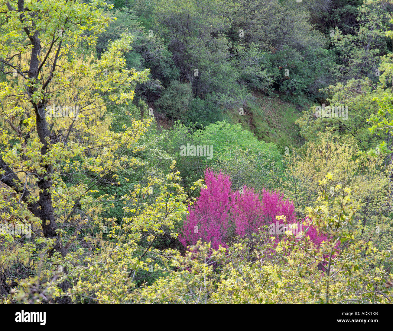 La molla delle foglie e fiori vicino a Paradise California Foto Stock