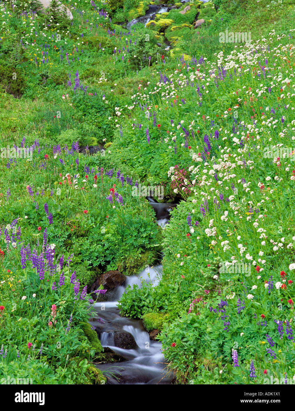 Fiori selvaggi e streaming di Bird Creek Prati Washington Foto Stock