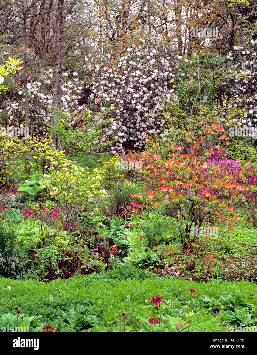 Giardino con la fioritura dei rododendri a Hendricks Park di Eugene, Oregon Foto Stock