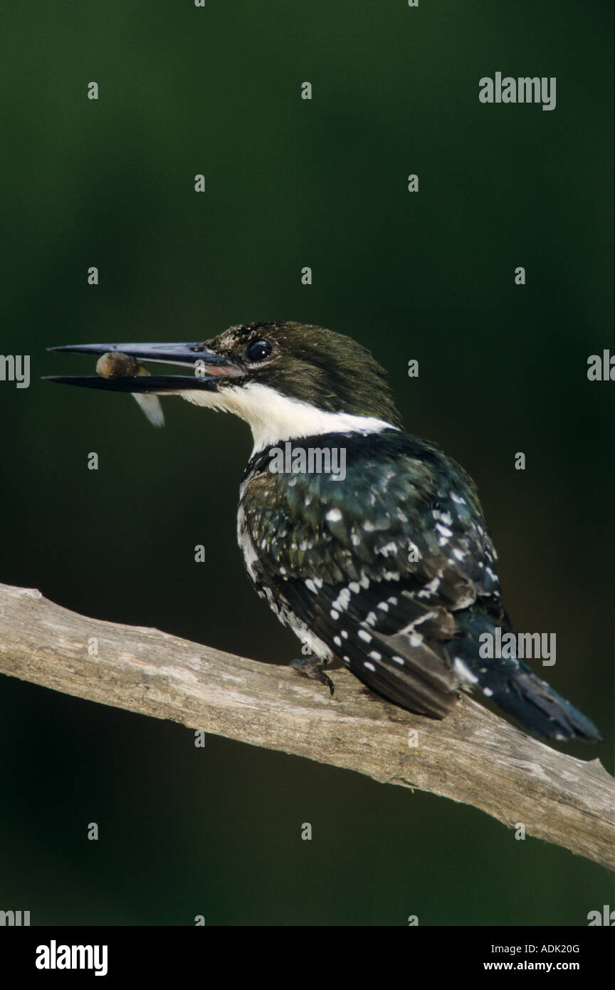 Green Kingfisher Chloroceryle americana femmina con pesci preda Cameron County Rio Grande Valley Texas USA Maggio 2004 Foto Stock