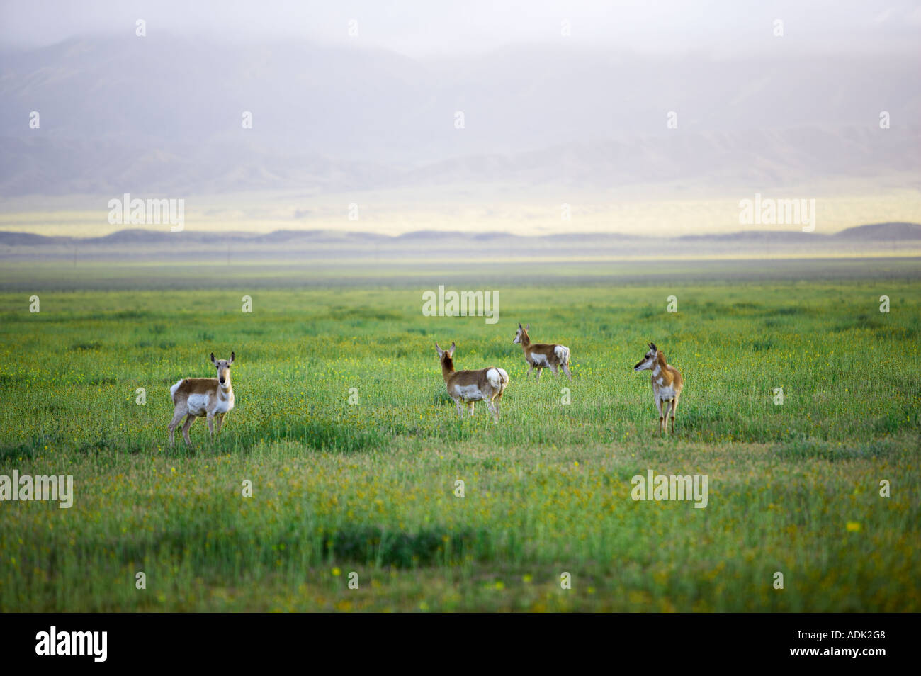 Antelope su Carrizo Plain Monumento Nazionale California Foto Stock