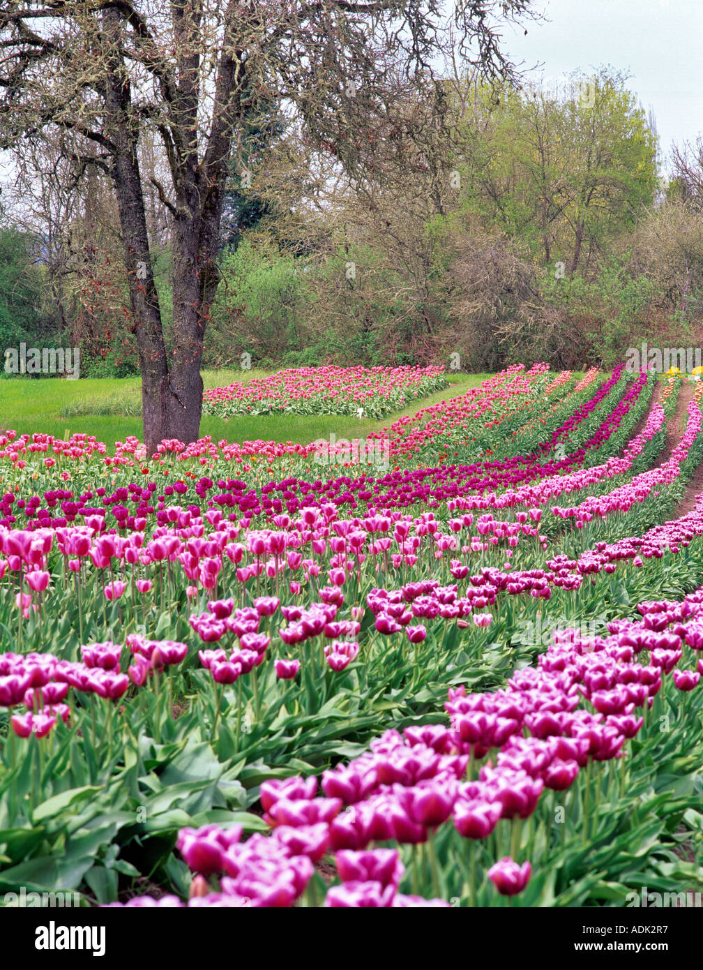 Tulip righe a fattorie Greengable Oregon Foto Stock