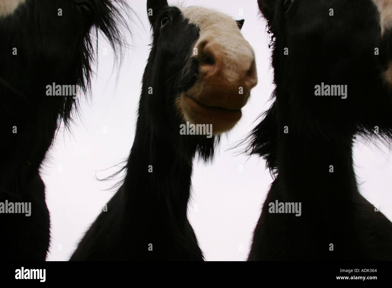 cavalli di contea Foto Stock