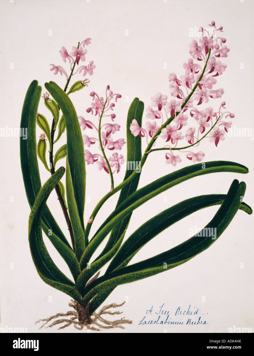 Laceolabinuin rubra tree orchid Foto Stock