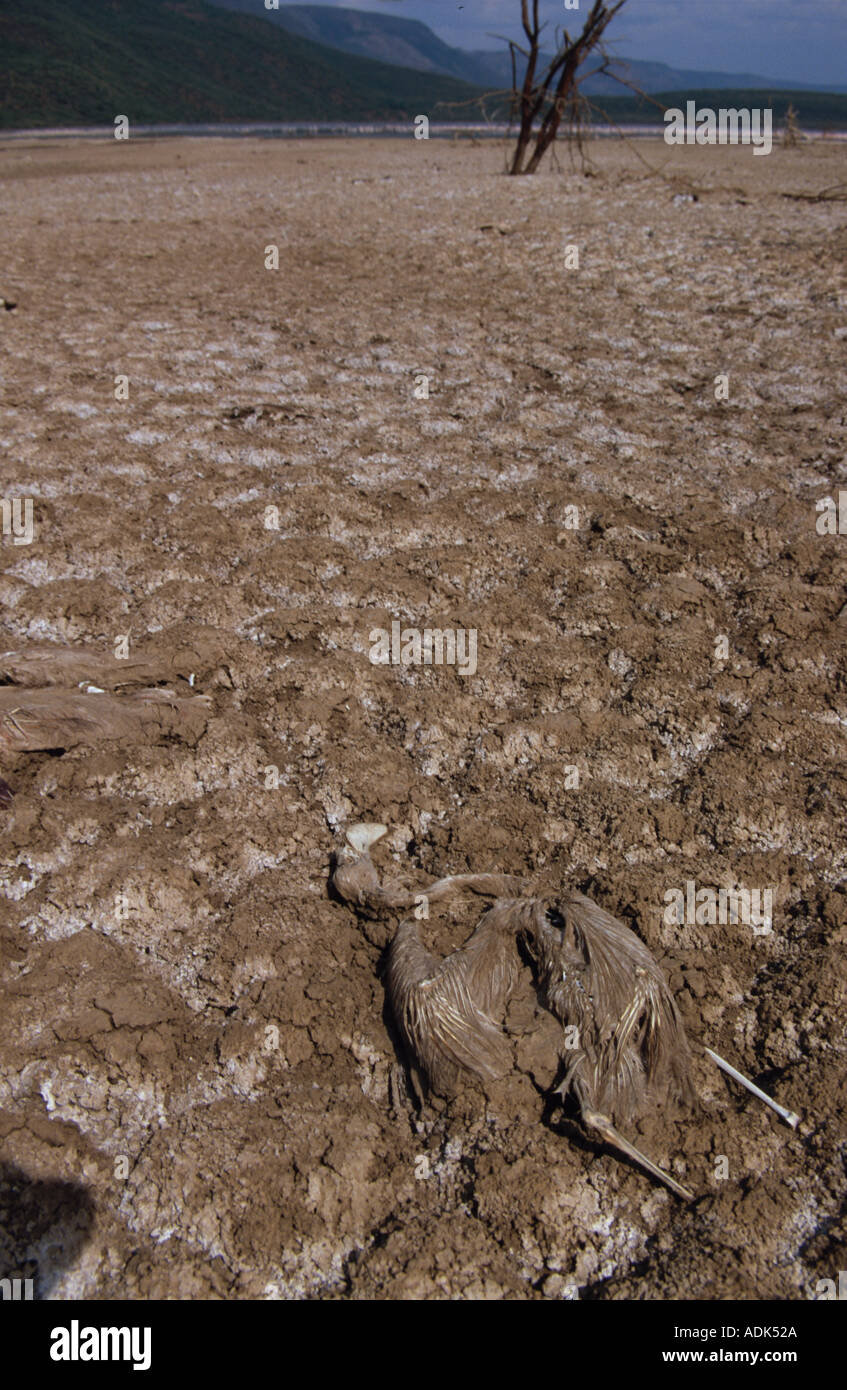 Uccelli morti morti Flamingo Lago Beogoria Kenya Foto Stock Uccelli morti morti Flamingo Lago Beogoria Kenya Foto Stock