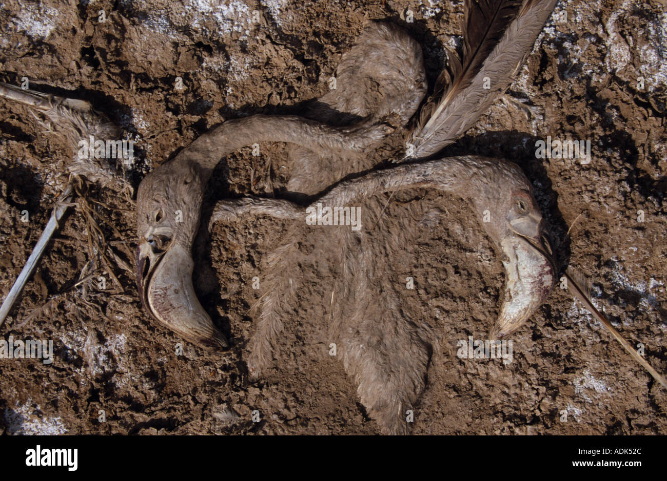 Uccelli morti morti Flamingo Lago Beogoria Kenya Foto Stock Uccelli morti morti Flamingo Lago Beogoria Kenya Foto Stock