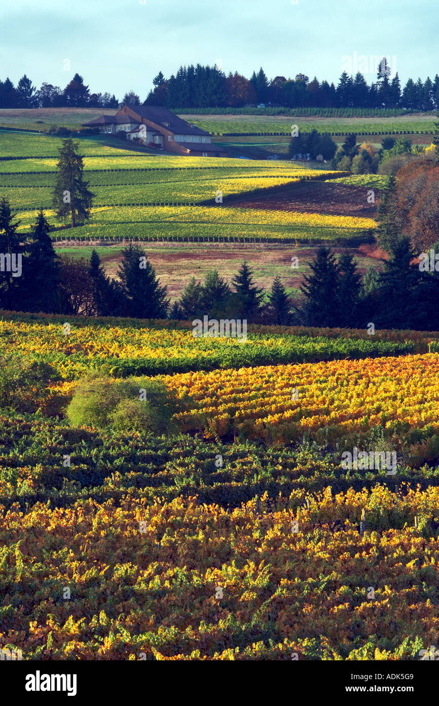 Sokol Blosser vigneti in autunno a colori Oregon Foto Stock