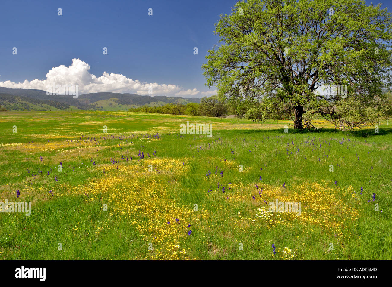 Prato con fiori selvaggi Bear Valley in California Foto Stock