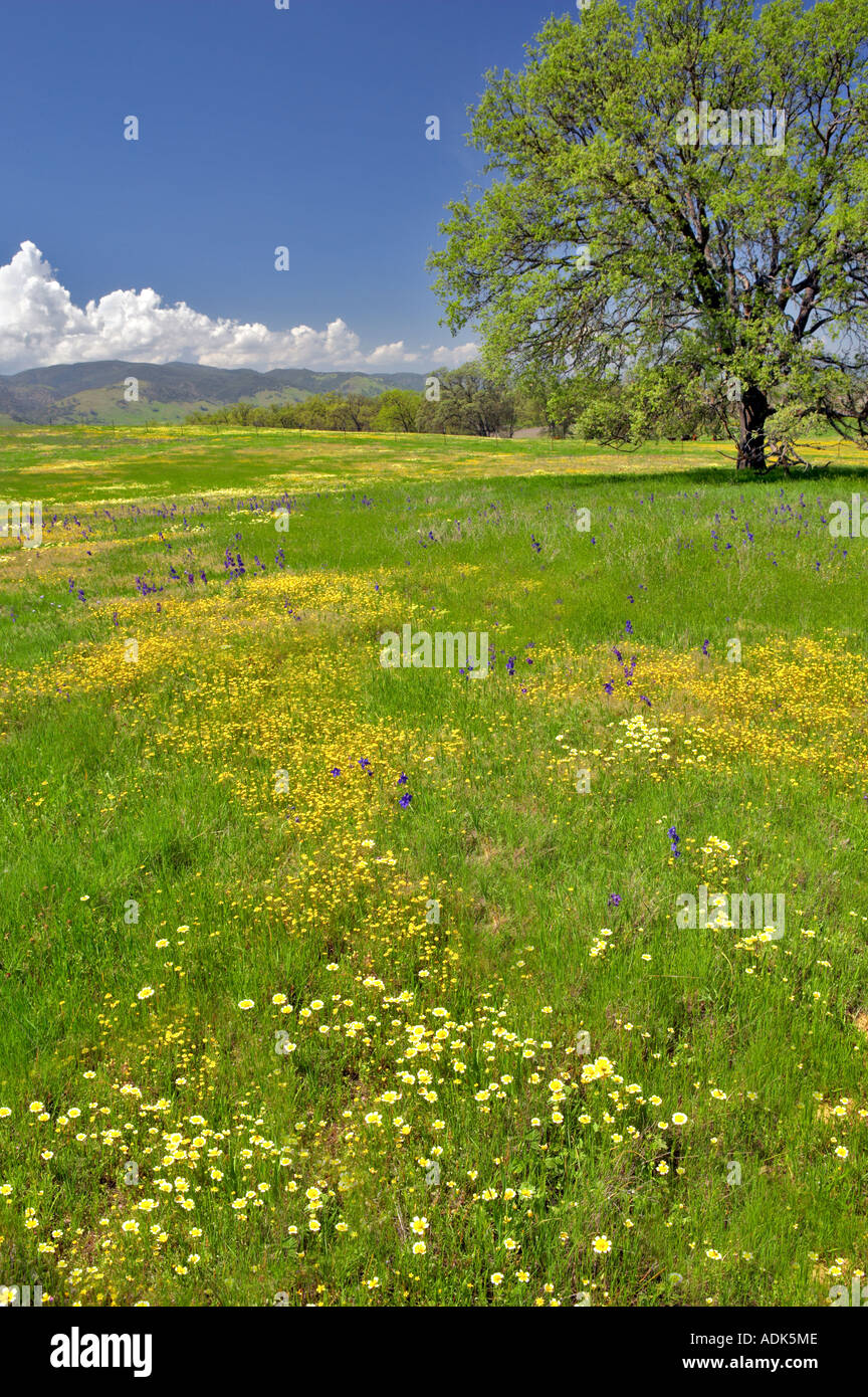 Prato con fiori selvaggi Bear Valley in California Foto Stock