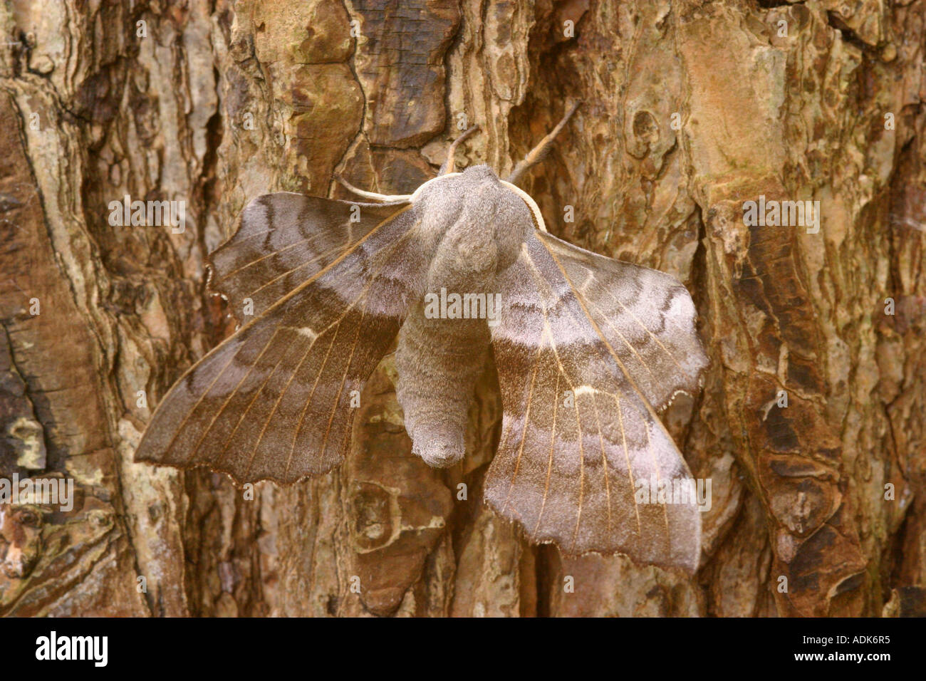 Il pioppo hawk moth in appoggio sul tronco di albero laothoe populi Foto Stock