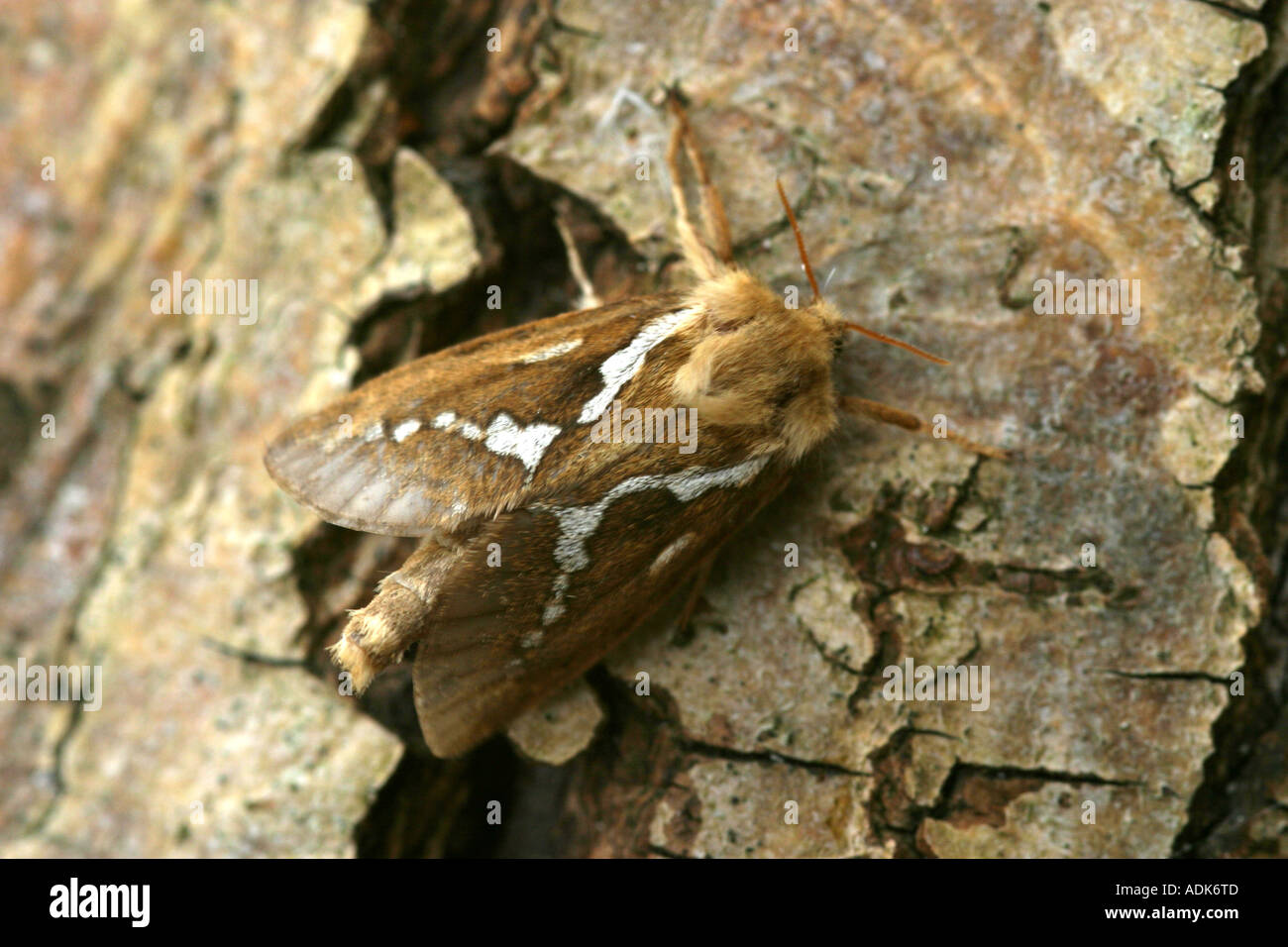 Comune falena Swift (Hepialus lupulinus) appoggiato sulla corteccia di albero Foto Stock