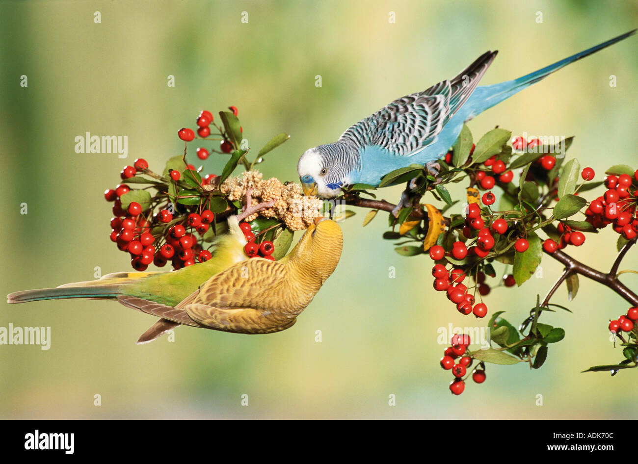 Budgerigar, Budgie (Melopsittacus undulatus). Due uccelli su una fruttificazione biancospino ramoscello, mangiare il miglio Foto Stock