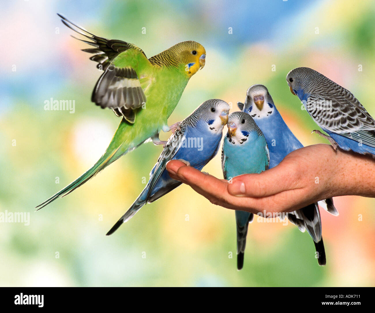 Budgerigar, Budgie (Melopsittacus undulatus). Cinque uccelli semi di mangiare fuori da una mano Foto Stock