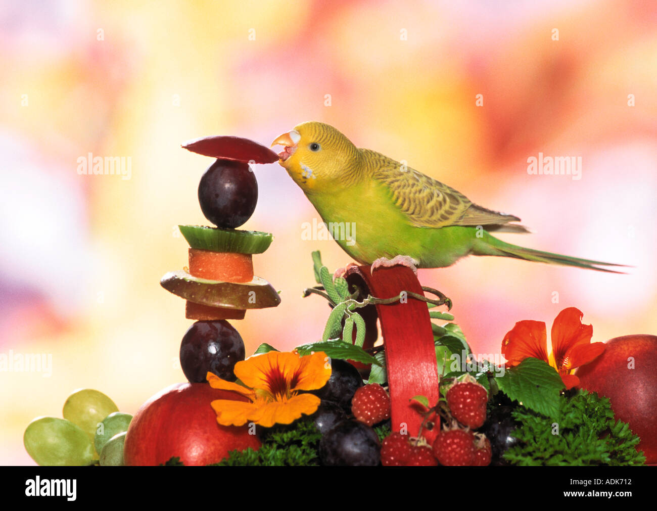 Budgerigar, Budgie (Melopsittacus undulatus) mangiare la frutta Foto Stock