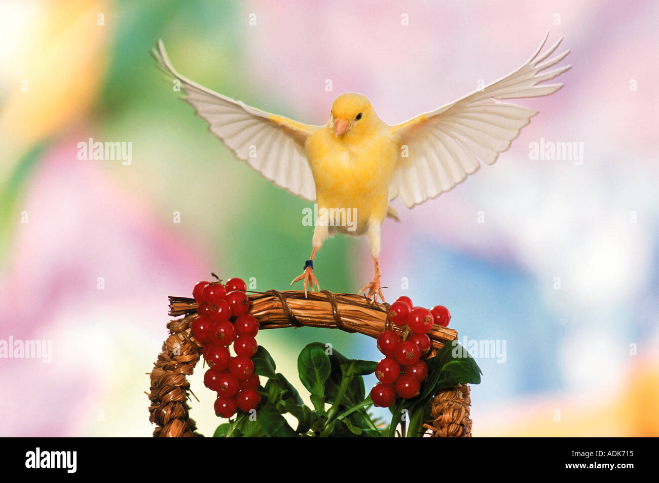 In canarie sbarco a fianco di uve secche di Corinto / Serinus canaria Foto Stock