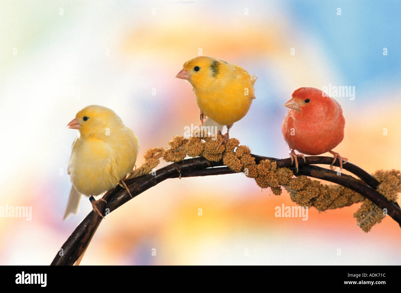 Tre isole canarie con miglio spray / Serinus canaria Foto Stock