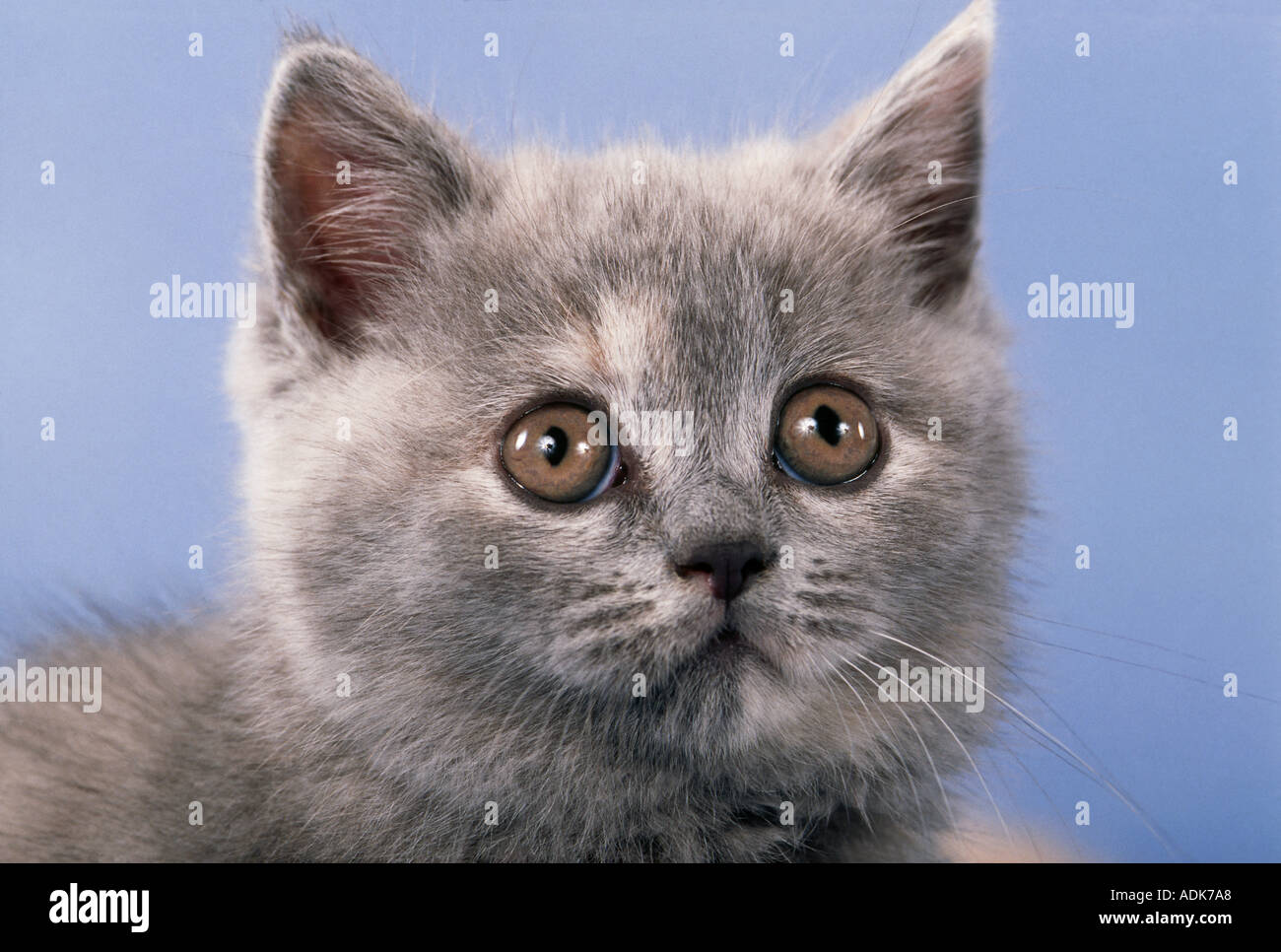 Giovani Gatto Certosino - Ritratto Foto Stock