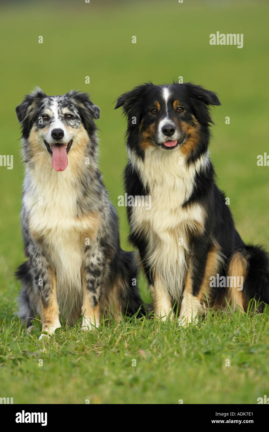 Border Collie e cane pastore australiano cane sul prato Foto Stock