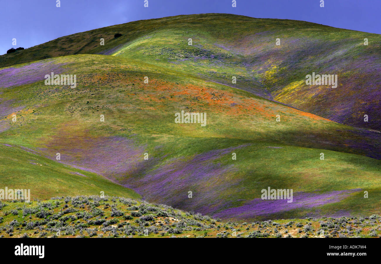 Hilside con giallo e viola fiori selvatici Carrizo Plain Monumento Nazionale California Foto Stock