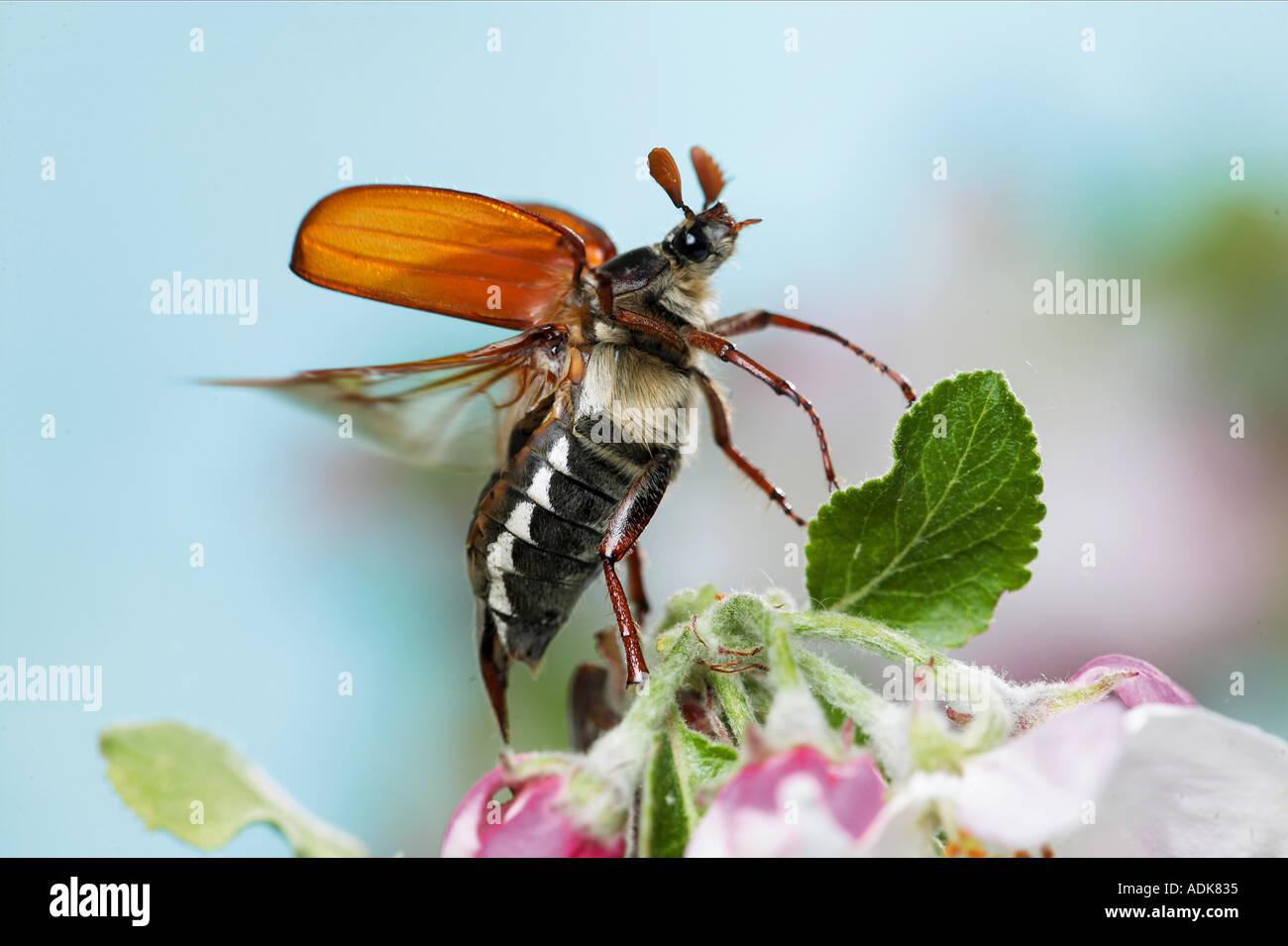 Cockchafer comune presso apple blossoms / Melolontha melolontha Foto Stock