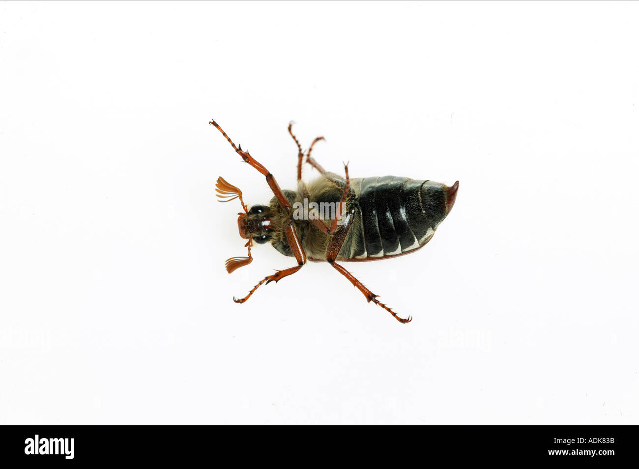 Cockchafer comune - che giace sulla sua schiena - tagliare / Melolontha melolontha Foto Stock