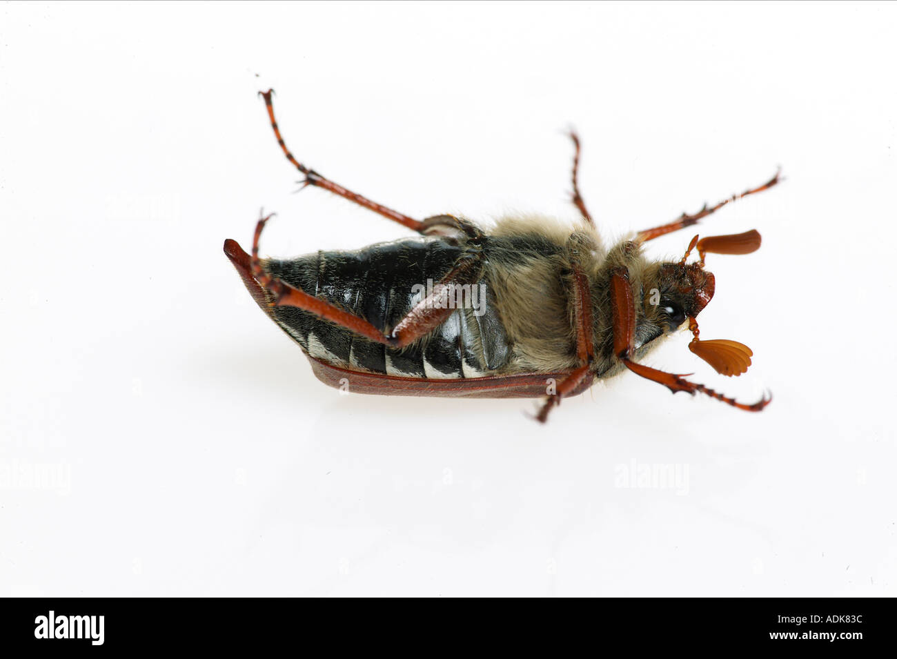 Cockchafer comune - che giace sulla sua schiena - tagliare / Melolontha melolontha Foto Stock