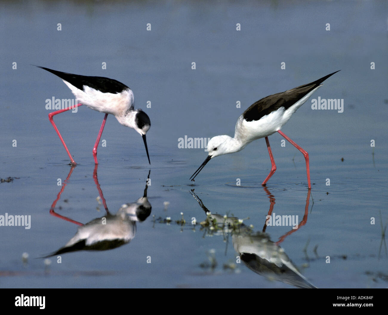 Black-winged stilt - giovane - in piedi in acqua / Himantopus himantopus Foto Stock