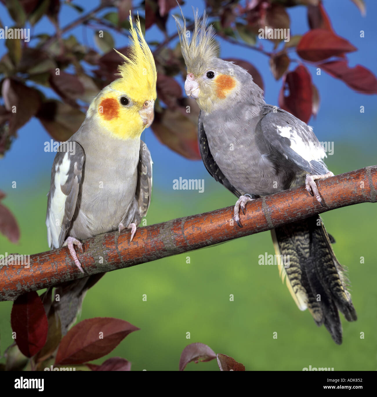 Due cockatiels - giovane sul ramo / Foto Stock