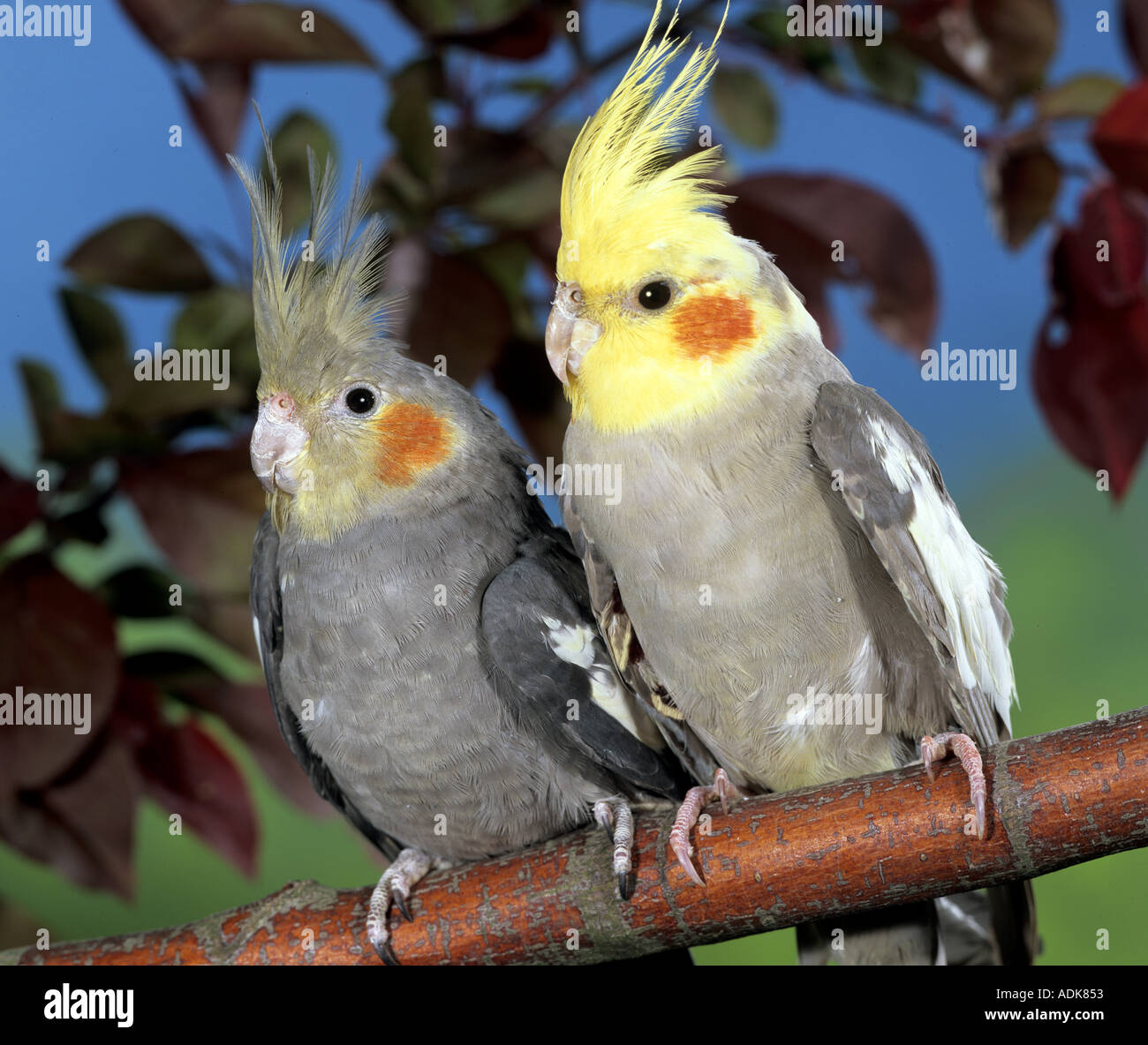 Due cockatiels - giovane sul ramo / Nymphicus hollandicus Foto Stock