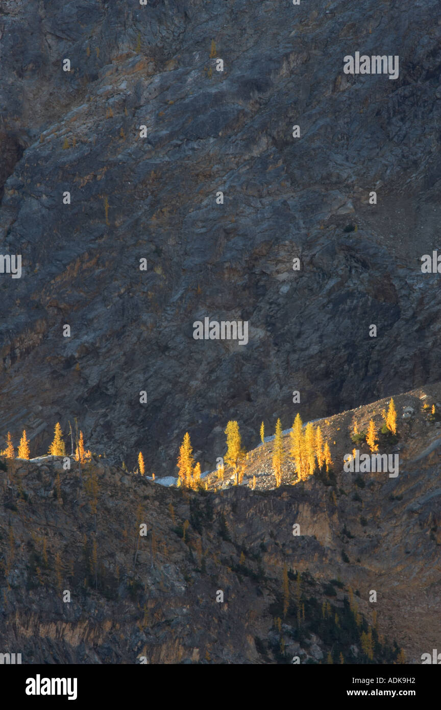 Tamarack o larice in autunno a colori Parco nazionaledi North Cascades Washington Foto Stock