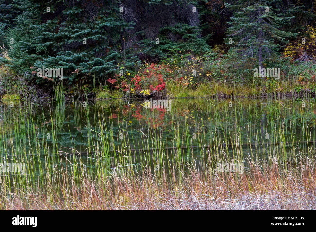 Piccolo laghetto con Autunno a colori Parco nazionaledi North Cascades Washington Foto Stock