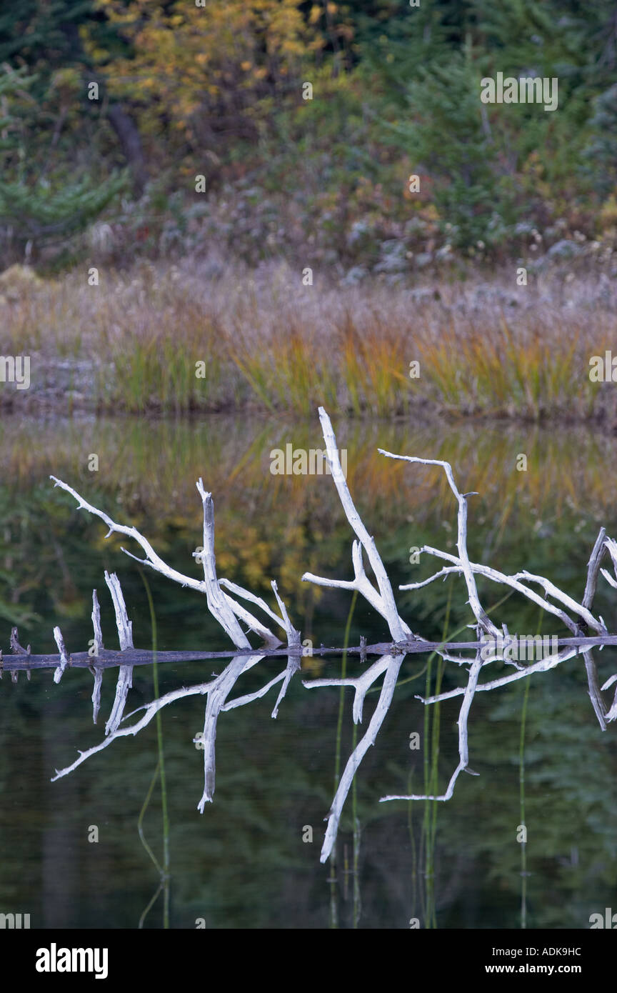 Piccolo laghetto con la caduta del colore e albero morto Parco nazionaledi North Cascades Washington Foto Stock