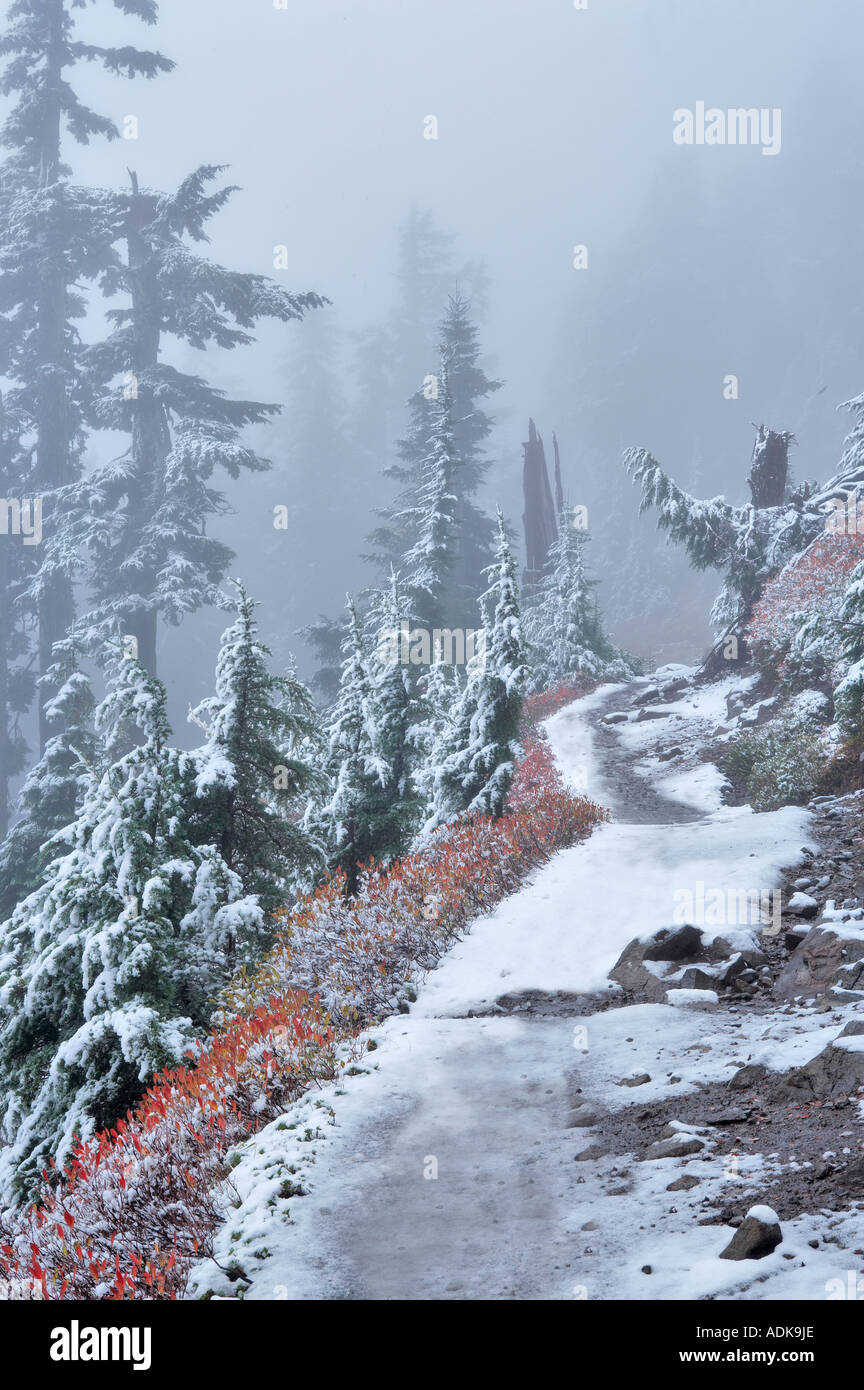 Sentiero e huckleberry in autunno a colori con la foresta e la nebbia e neve prima di cadere Mt Baker deserto Washington Foto Stock