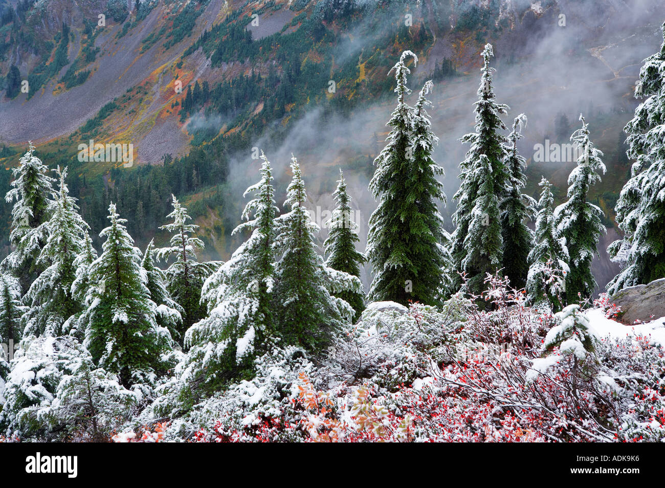 La cicuta alberi con huckleberry in autunno a colori e la prima neve caduta di Mt Baker deserto Washington Foto Stock
