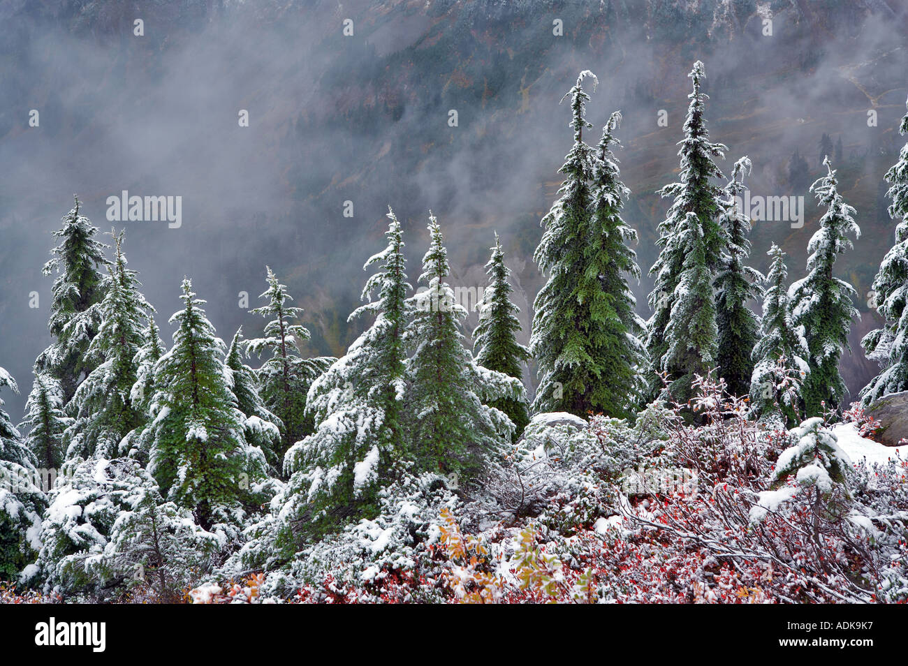 La cicuta alberi con huckleberry in autunno a colori e la prima neve caduta di Mt Baker deserto Washington Foto Stock