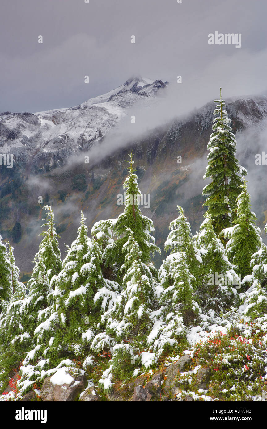 La cicuta alberi con huckleberry in autunno a colori e la prima neve caduta di Mt Baker deserto Washington Foto Stock